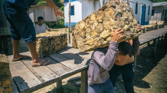 Seringueiros da Amazônia garantem renda de R$ 441 mil com borracha nativa