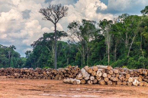 Três terras indígenas que lideram a exploração madeireira na Amazônia estão na área de influência da BR-319