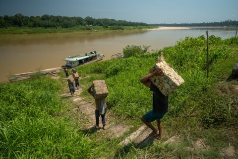 Seringueiros da Amazônia garantem renda de R$ 441 mil com borracha nativa